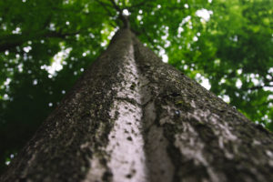 Forest, trees, from below Forest, trees, from below